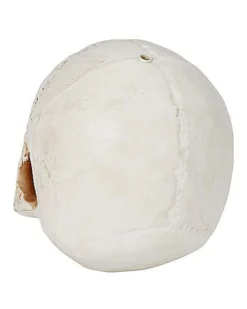 Jawless Skull -Online Halloween Decoration 01475961 c