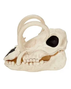 Boar Skull -Online Halloween Decoration 01528785 d
